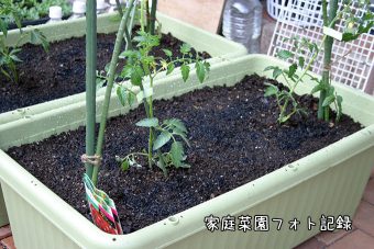 ミニトマト定植