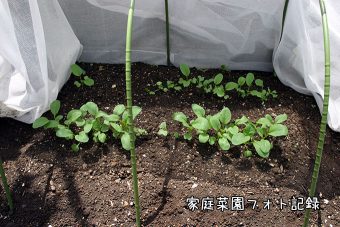 小松菜の芽