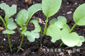 小松菜の芽に黒い幼虫