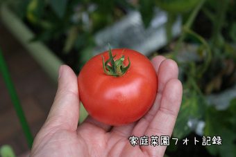 トマト初収穫