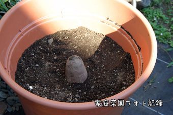サツマイモ鉢に植える