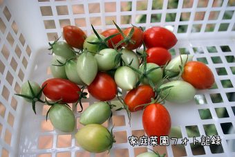トマト赤と緑