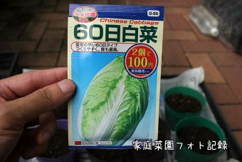 100円ショップ白菜の種