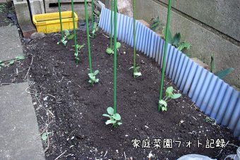 ブロッコリーの苗定植