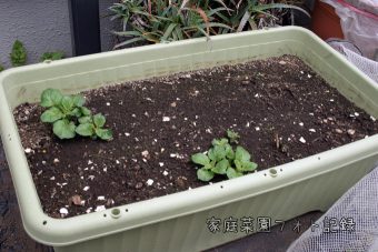 プランタージャガイモの芽