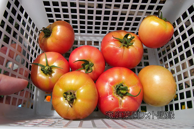 トマト最後の収穫